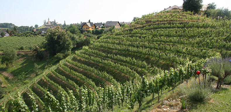 Weingut Albert