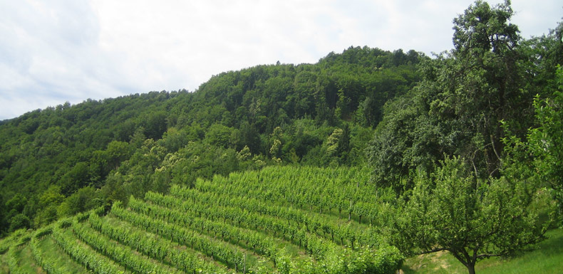 Weingut Schwarz