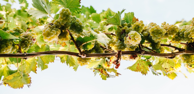 Weingarten Weingut Gutjahr