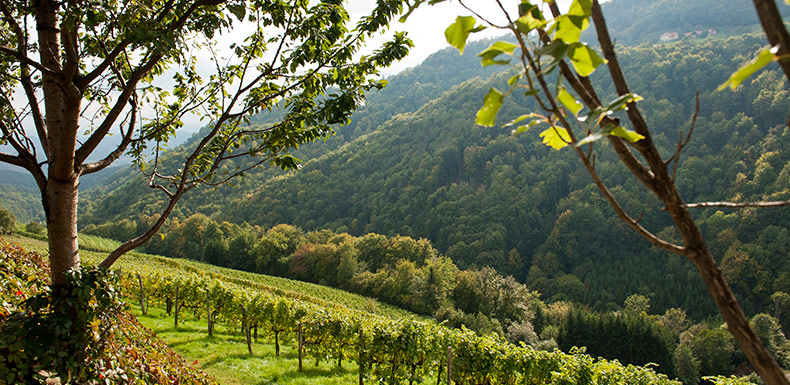 Weingut Schauer